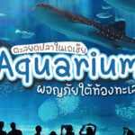 ตะลุย Aquarium ในเอเชีย ผจญภัยใต้ท้องทะเลแบบใกล้ชิด